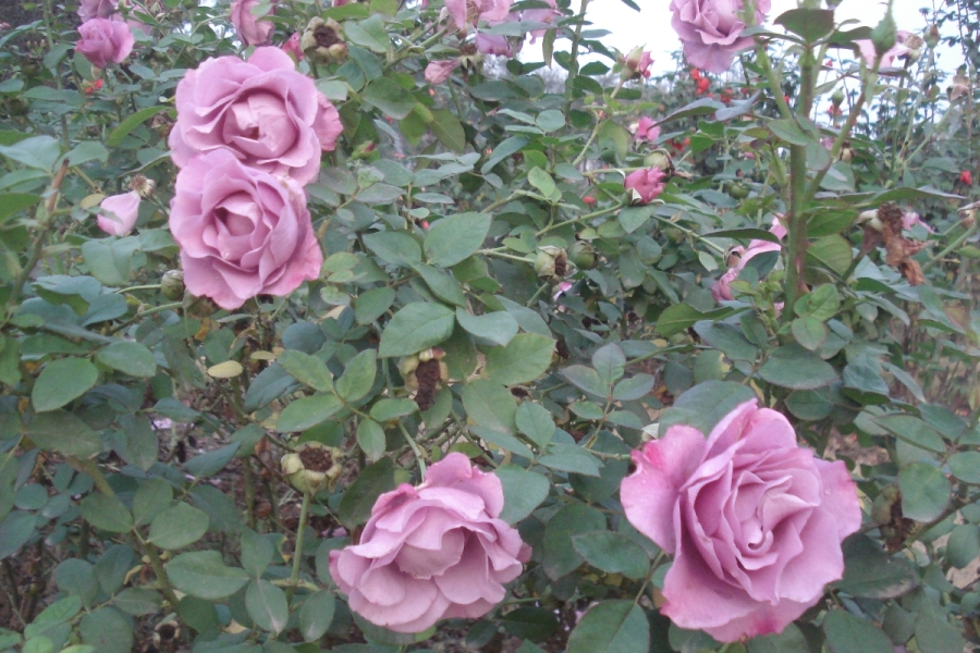 fein-duftende-rosen-aus-dem-jasmin-und-rosegarden-in-islamabad-pakistan