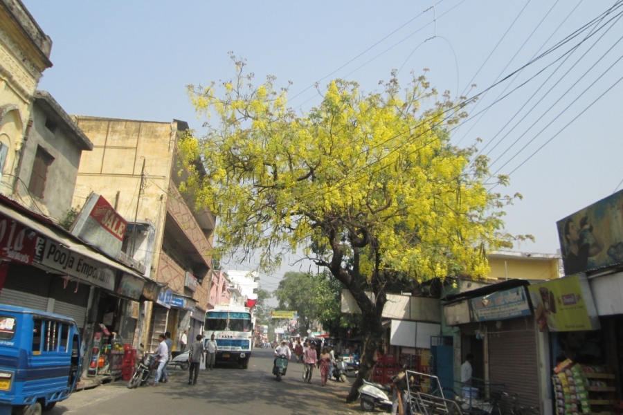 goldregen-in-indien