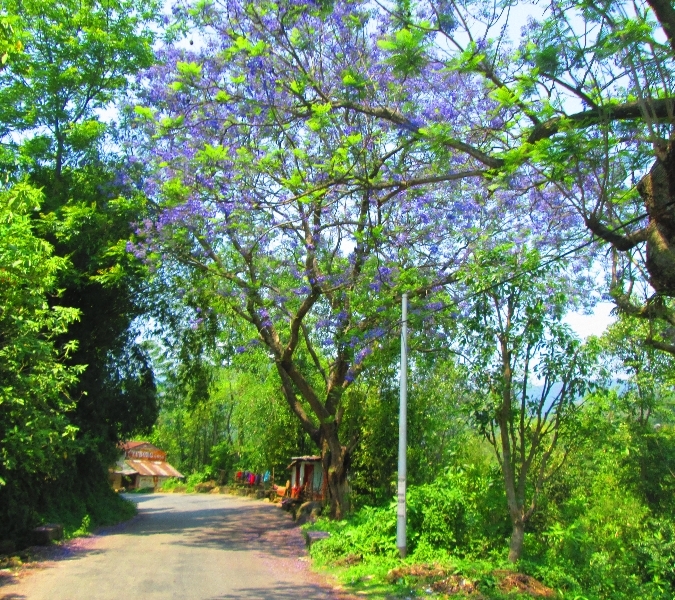 jacaranda-in-bluete