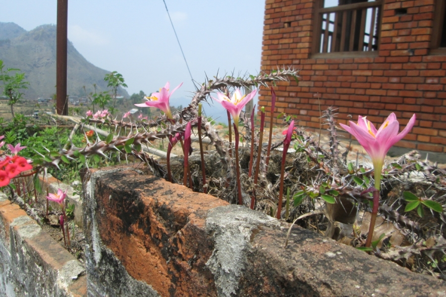 krokusse-und-christusdorn-in-bandipur-nepal