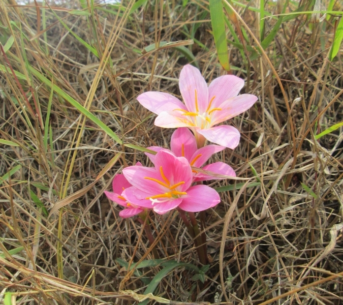 krokusse