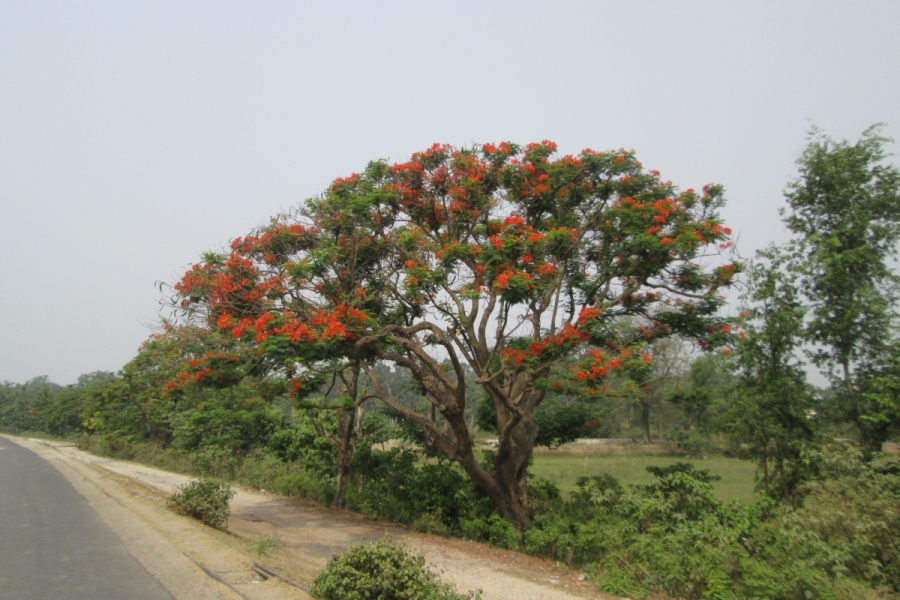 orange-bluetenpracht