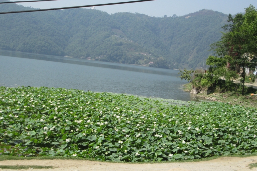 pokhara-lotusblumen