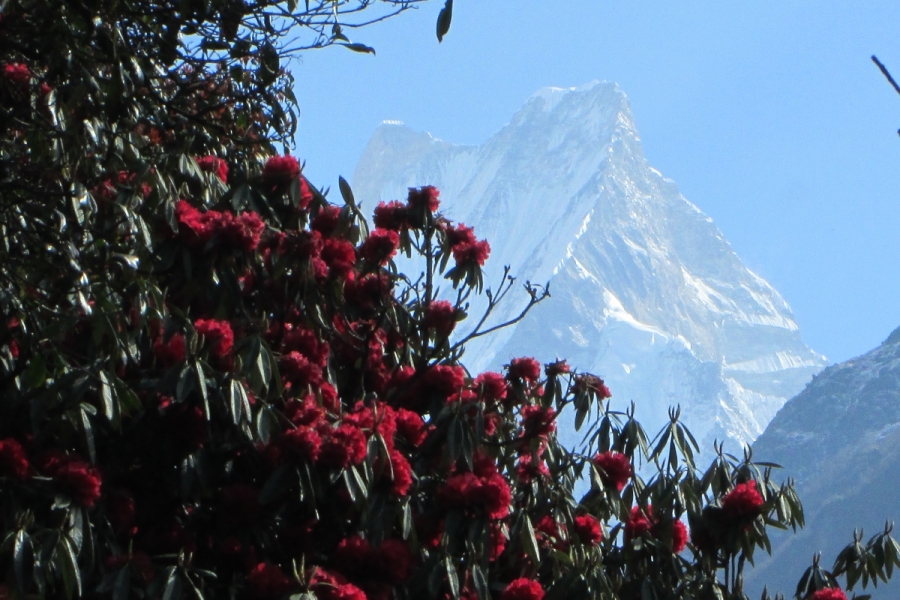 rhododendron-auf-dem-annapurna-trekking-im-hintergrund-der-fishtail-der-heilige-berg-von-phokara-nepal
