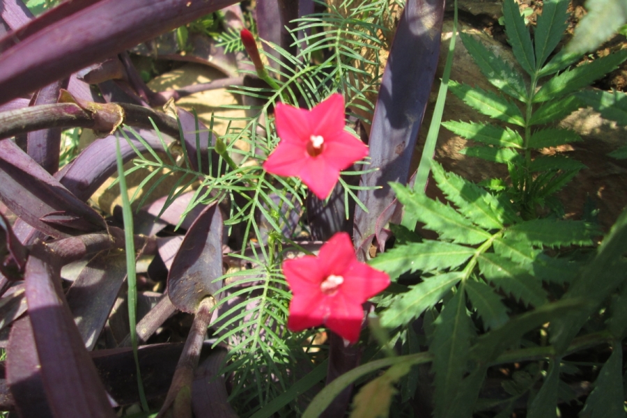 rotes-in-nepal